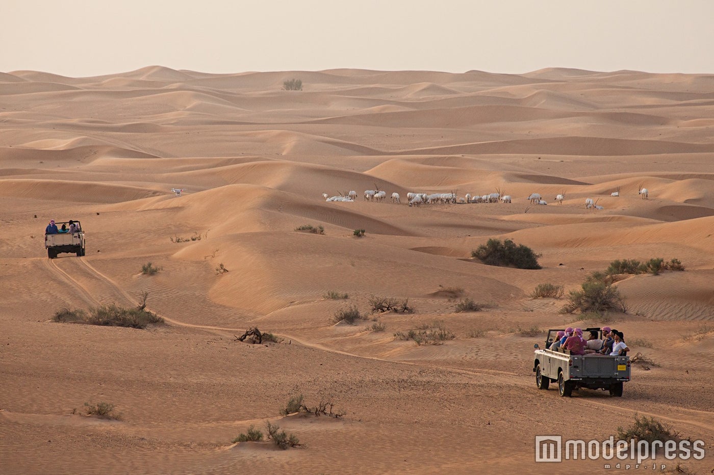 ドバイの砂漠／画像提供：ドバイ政府観光・商務局