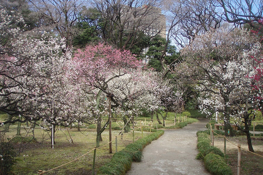 梅香る庭園