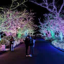 よみうりランド ジュエルミネーション/提供画像