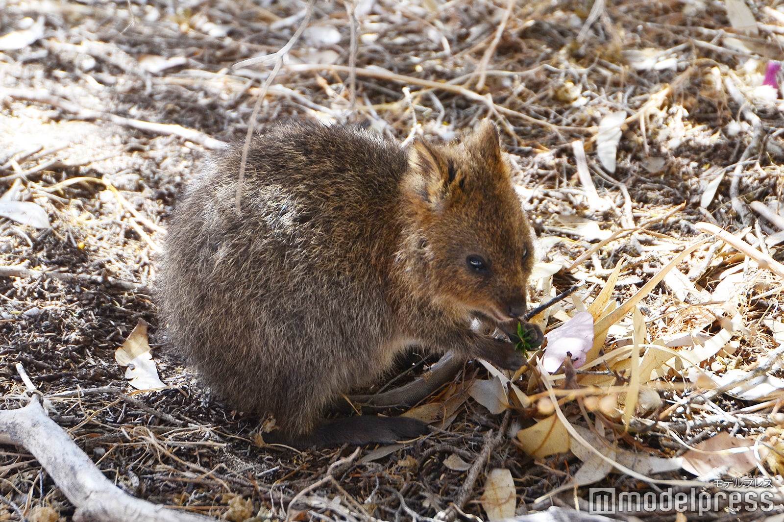 ロットネスト島のクオッカ（C）モデルプレス