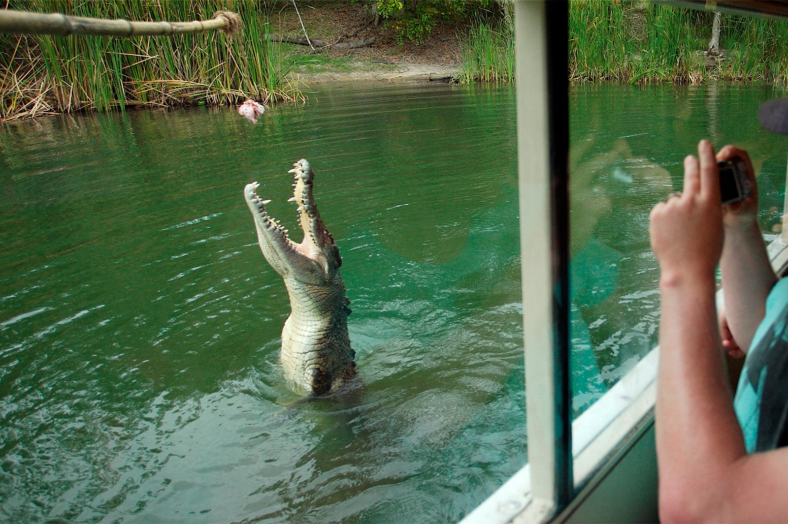 本物のワニの迫力に圧倒（C）Hartley’s Adventures