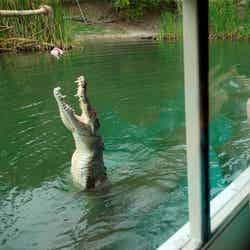 本物のワニの迫力に圧倒(C)Hartley’s Adventures