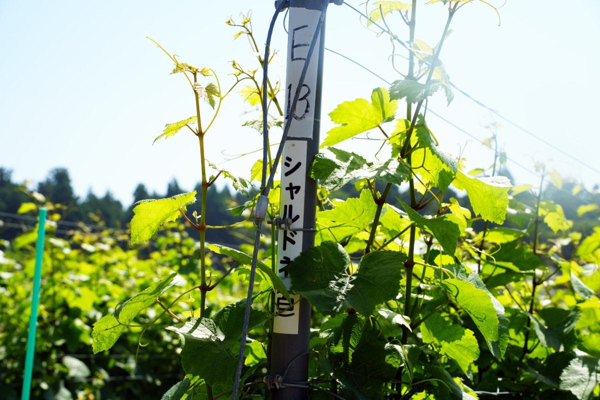 とみおかワインドメーヌ