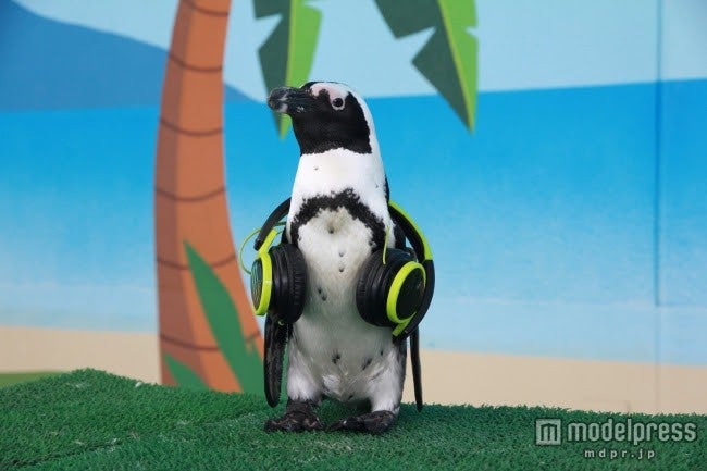 「海の動物たちのショー～DJペンギンのサマーナイトフェス2015～」／画像提供：横浜八景島