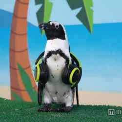 「海の動物たちのショー～DJペンギンのサマーナイトフェス2015～」／画像提供：横浜八景島