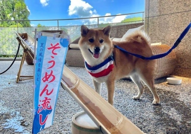 愛犬と楽しめる「流しそうめんイベント」も♡今週の注目スポット＆イベント5選