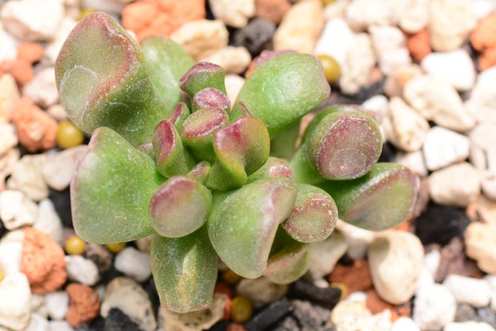 金運には外せない花月/Ares Hsu by DSC_6770