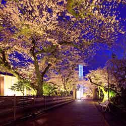 Spring Festival 2026/提供画像