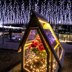 あしかがフラワーパーク/提供画像