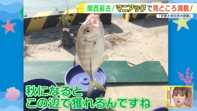 地元の生き物を展示する関西最古の水族館！「京都大学白浜水族館」