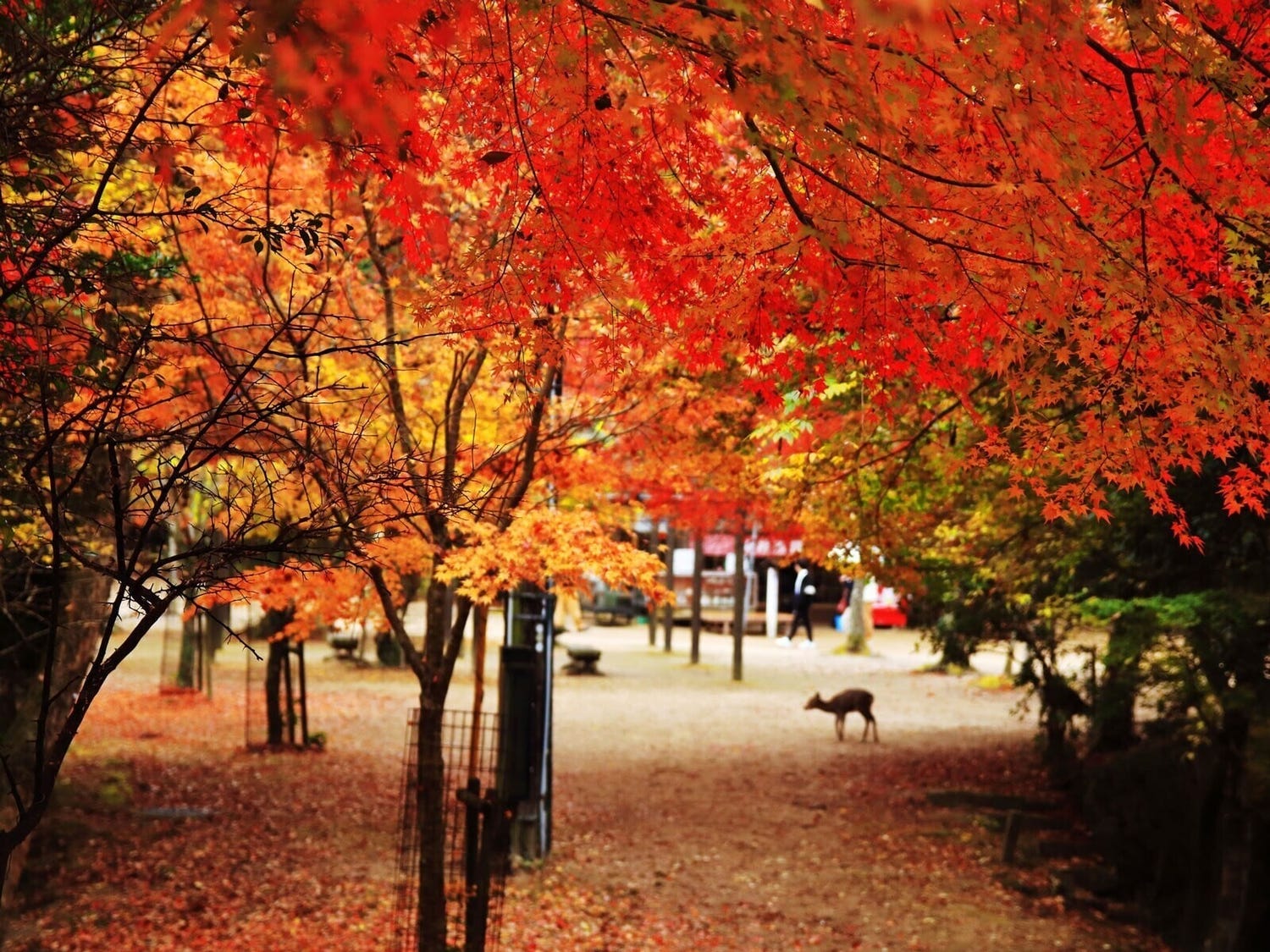 中国地方で人気の紅葉スポットランキング! 2位は「足立美術館」、1位は?【専門家のおすすめも】