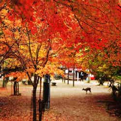 中国地方で人気の紅葉スポットランキング! 2位は「足立美術館」、1位は?【専門家のおすすめも】