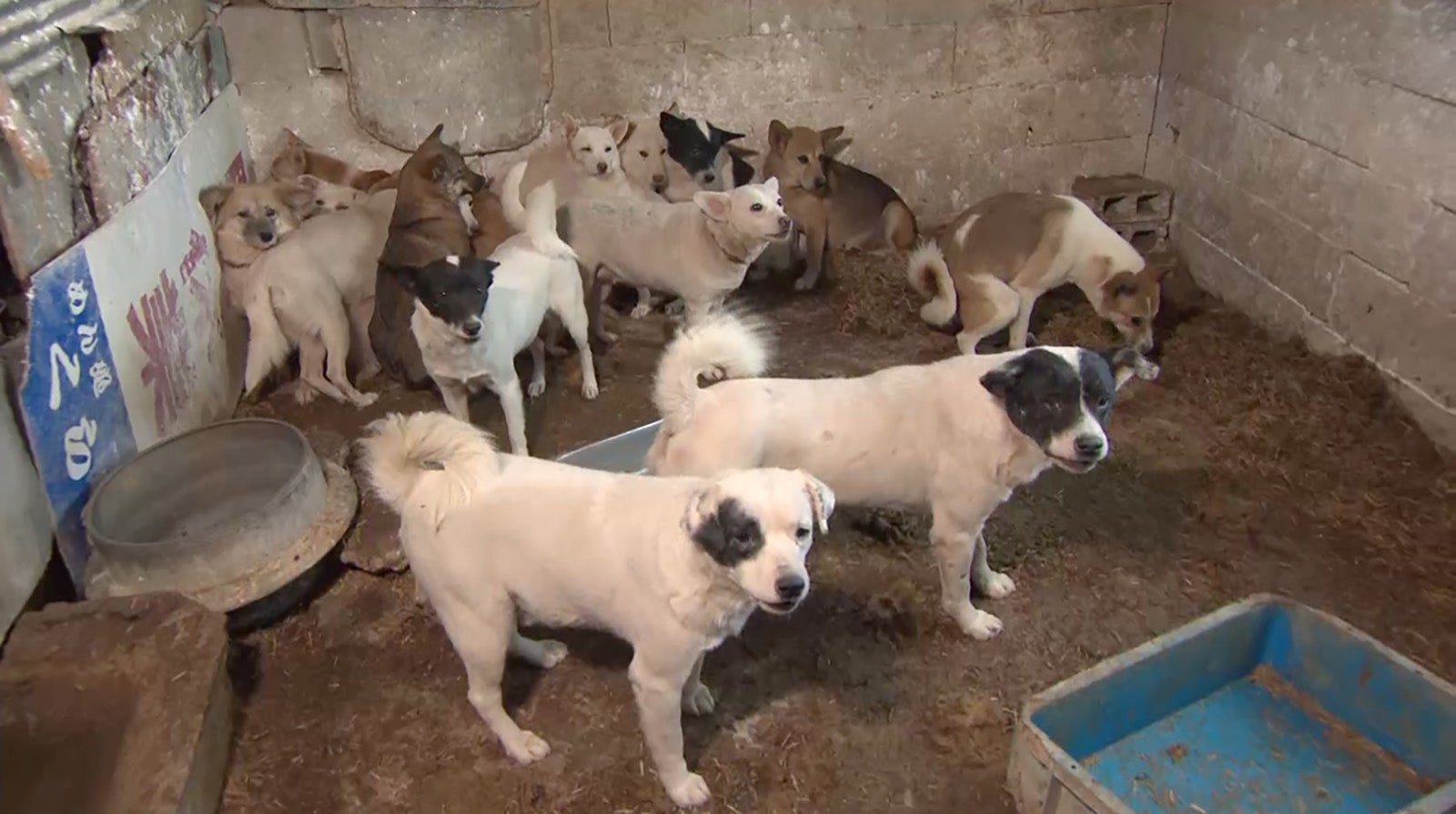 「嗚呼！！みんなの動物園」より（C）日本テレビ