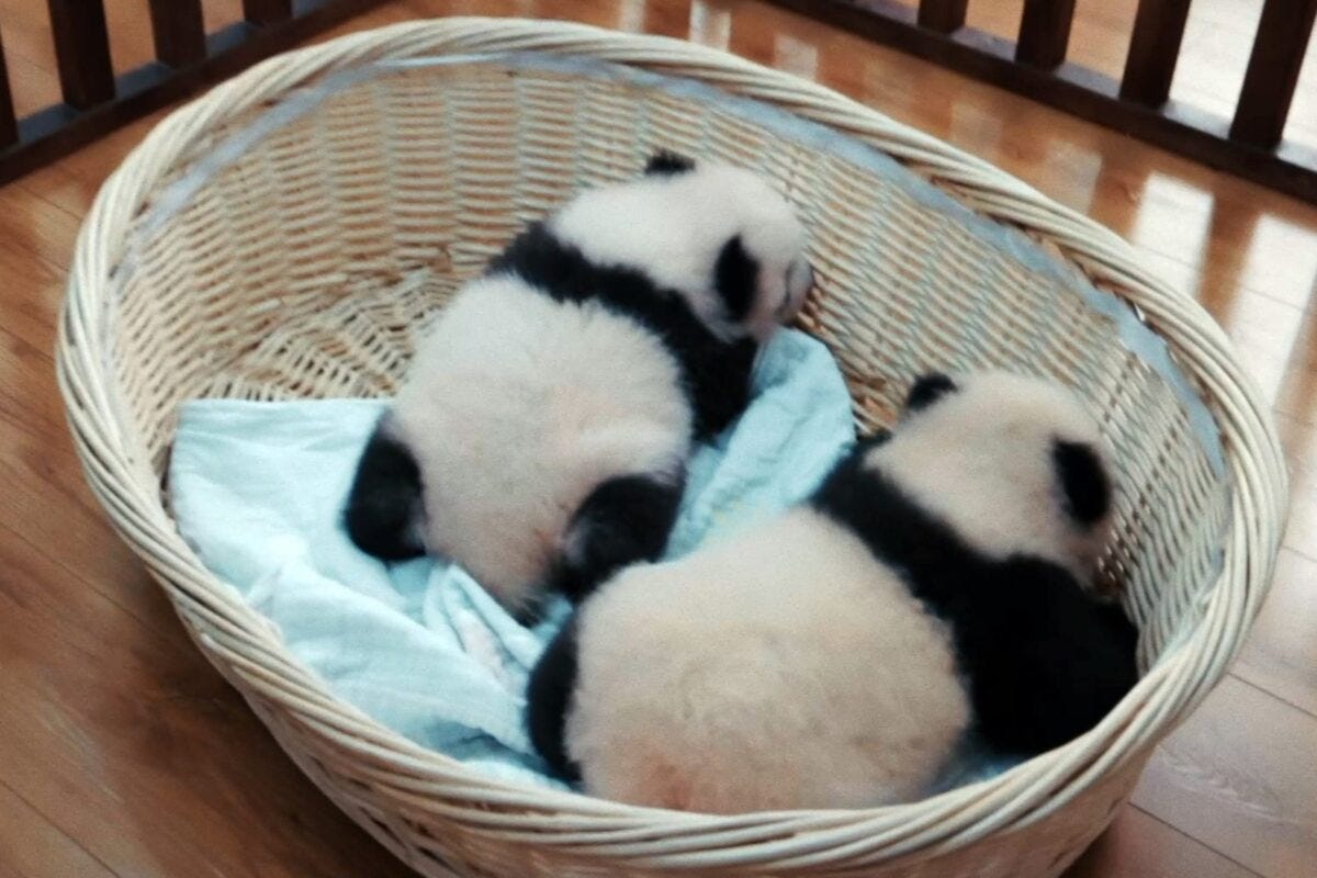 『パンダのすごい世界』