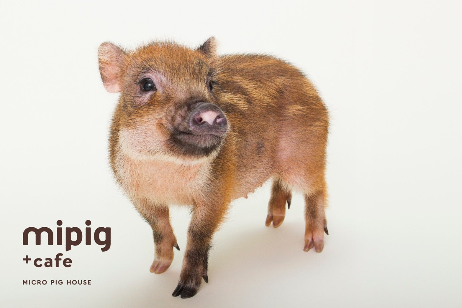 mipig cafe／画像提供：SaLaDa