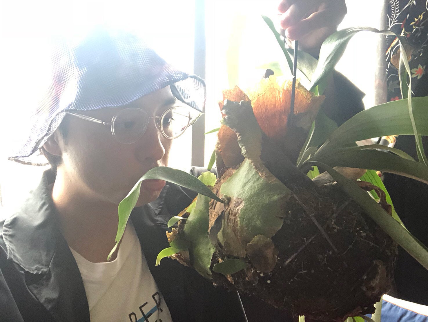 【ワタナベギャラリーVol.02】艶なコウモリラン