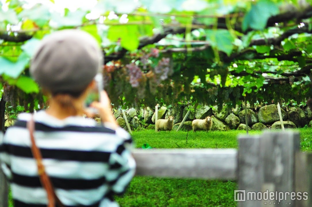 雑草を食べ、土を耕してくれる羊たち。彼等の排泄物は畑の肥料になるのだそう（C）モデルプレス