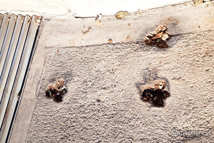 スタジオの敷地内には細かい仕掛けも…(キャラクターの足あと)/撮影:Kaori Suzuki