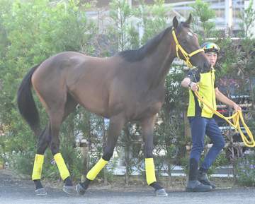 【新馬戦】イニシャルポイント順調 高木師「初戦から走れそう」 注目のフライトライン初年度産駒