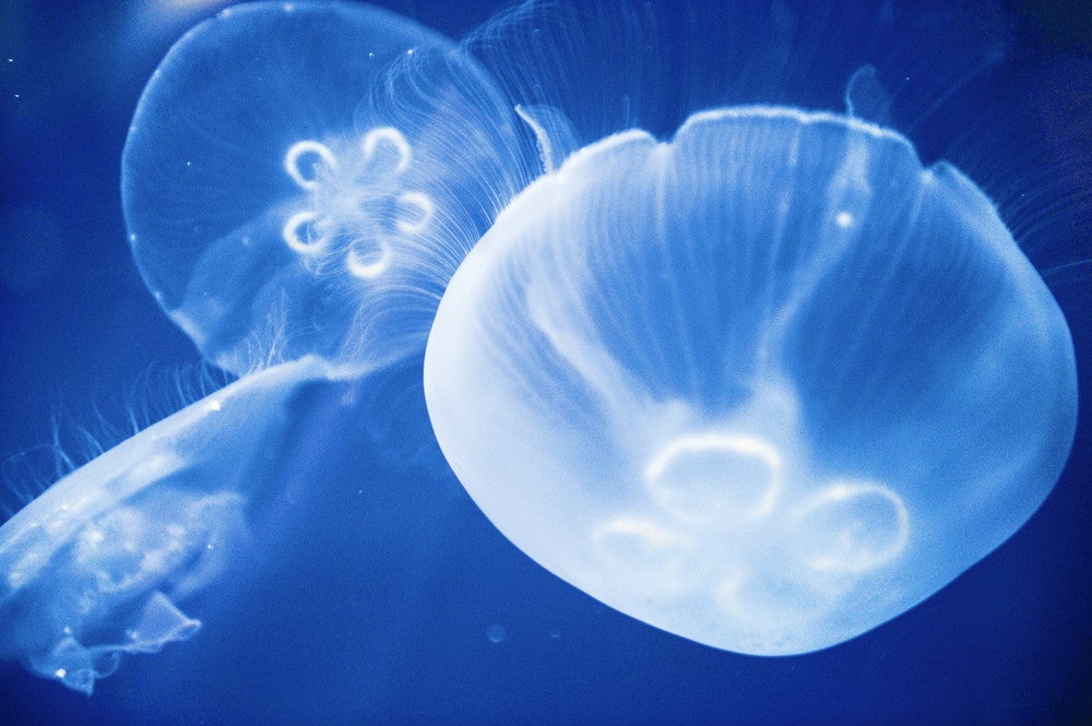 東京都葛西臨海水族園（提供画像）