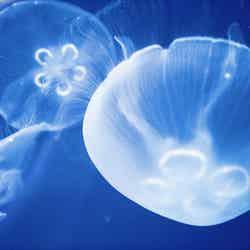 東京都葛西臨海水族園(提供画像)