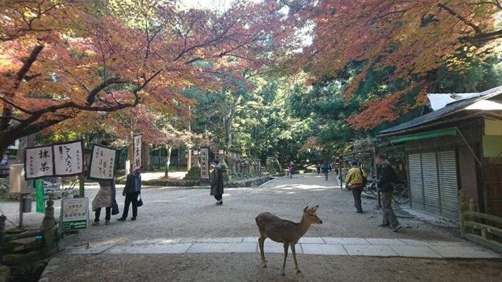 春日大社の紅葉と鹿（2019年12月1日撮影）