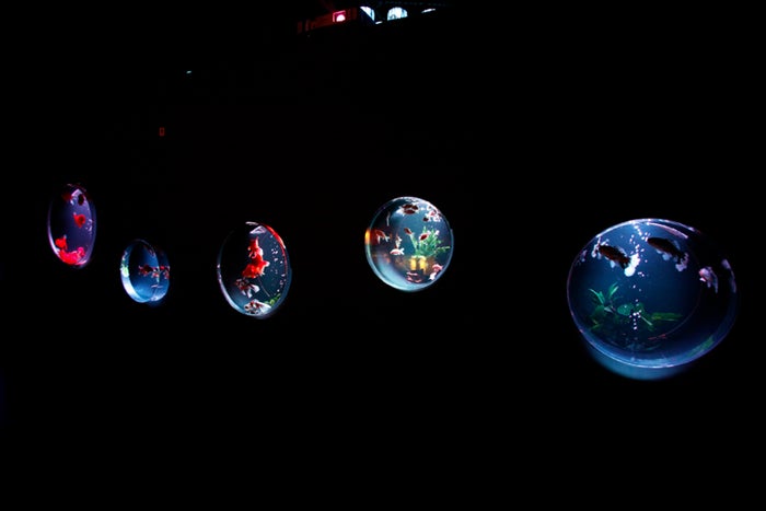 金魚コレクション／画像提供：アートアクアリウム実行委員会