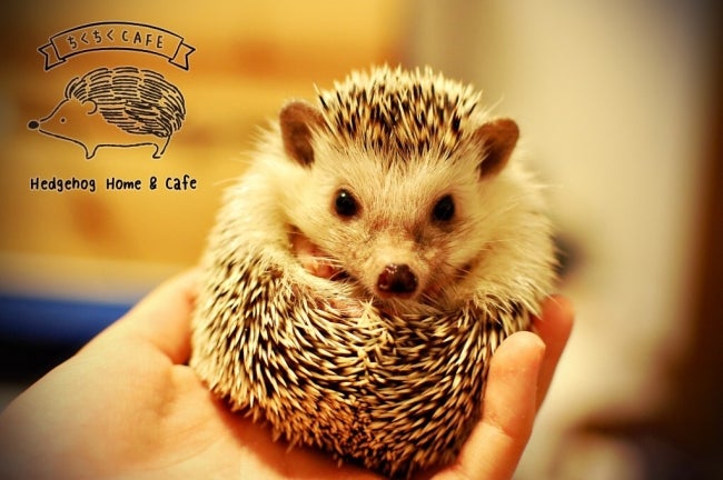 ハリネズミ×ドールハウスが融合「ちくちくCAFE」渋谷に究極の癒し空間