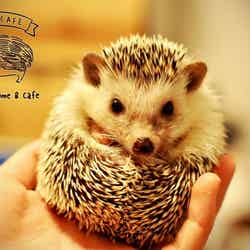 ハリネズミ×ドールハウスが融合「ちくちくCAFE」渋谷に究極の癒し空間/画像提供:飼育係