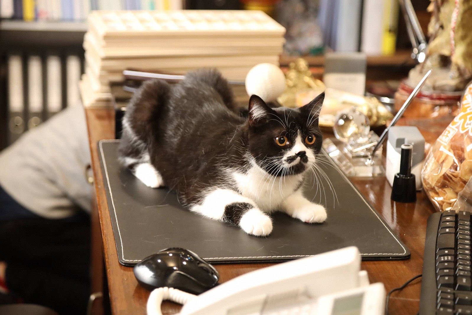 「監察医 朝顔」第2話より（C）フジテレビ