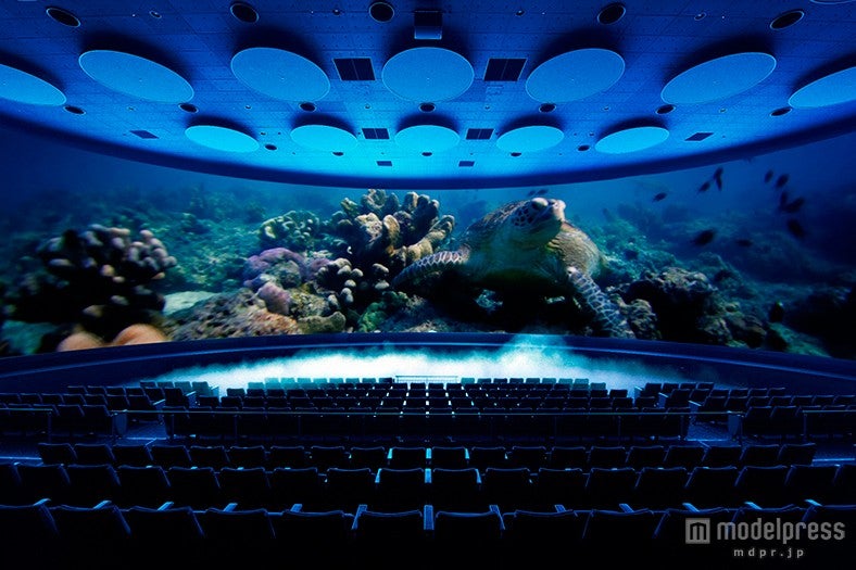 オービィ横浜／「シアター23．4」の新作「海がめロキシーの冒険」／画像提供：オービィ横浜