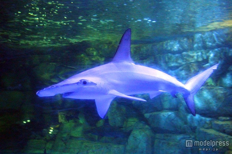 「未知なる海底谷 深海リウム」／画像提供：横浜八景島