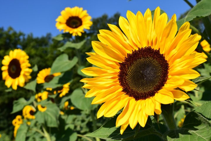 尊敬 の意味をもつ花言葉18選 感謝の気持ちも伝わる贈り物に最適な花達 モデルプレス