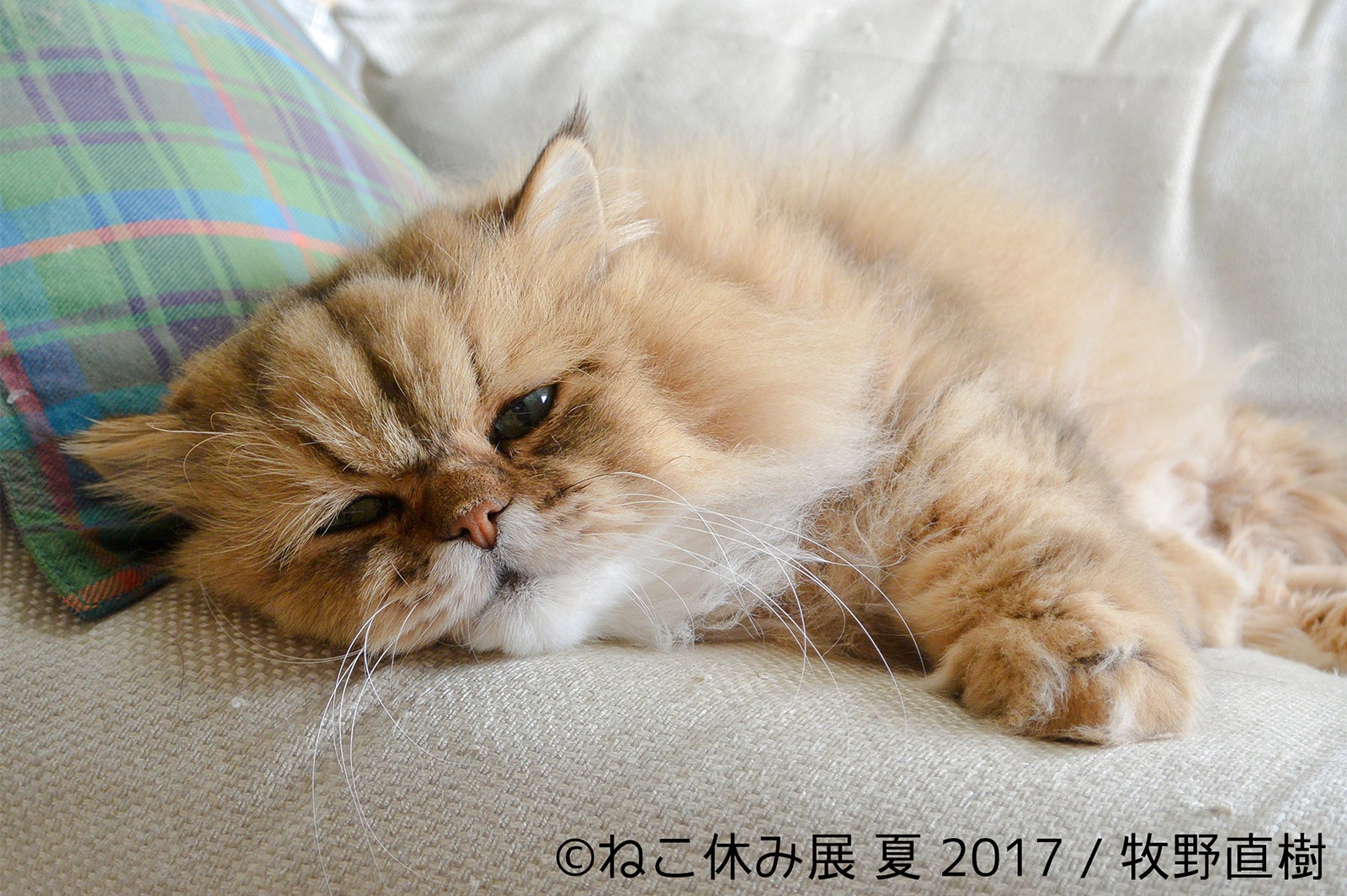 ねこ休み展／画像提供：BACON
