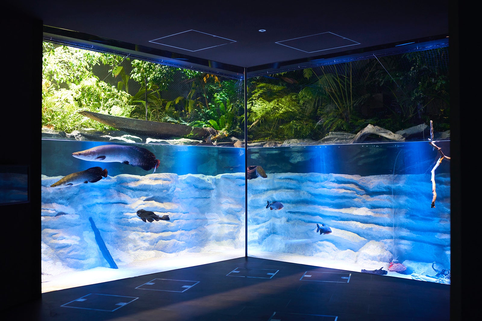 「アマゾンゾーン」のピラルク水槽／画像提供：アクア・ライブ・インベストメント