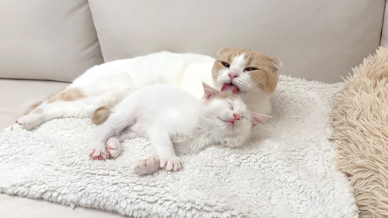 猫好き必見！先輩猫が後輩猫に毛づくろいしてあげる様子が尊すぎる…