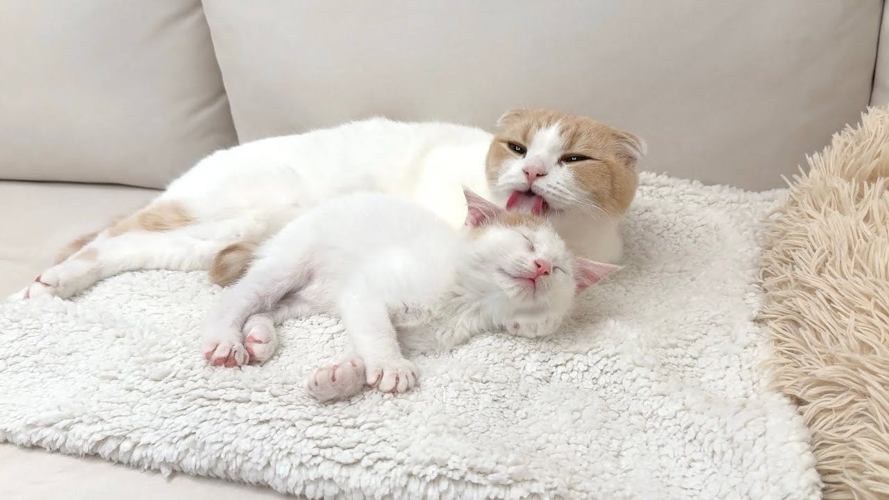 猫好き必見！先輩猫が後輩猫に毛づくろいしてあげる様子が尊すぎる…