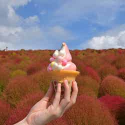 まるころコキアソフト/提供画像