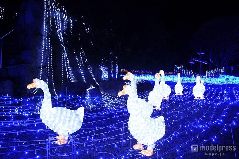 アヒルの行列※過去写真