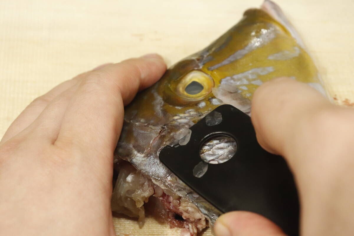 黒いしゃもじ型うろこ取りのハンドル側で魚の頭部、エラ付近のウロコを取っている