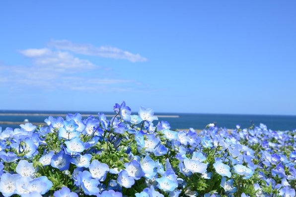 大阪まいしまシーサイドパーク（イメージ）／画像提供：ピーエスジェイコーポレーション