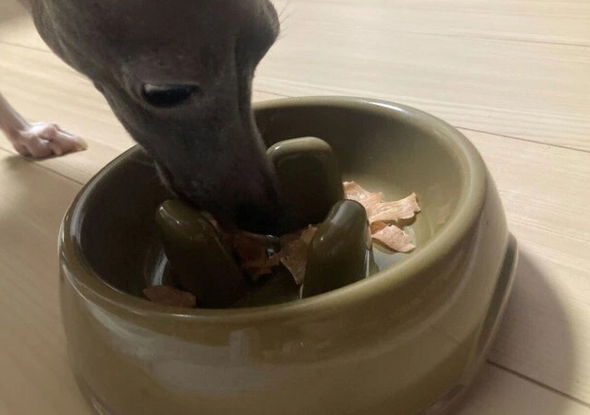 ダイソー　フードボウル（早食い防止）　使用例