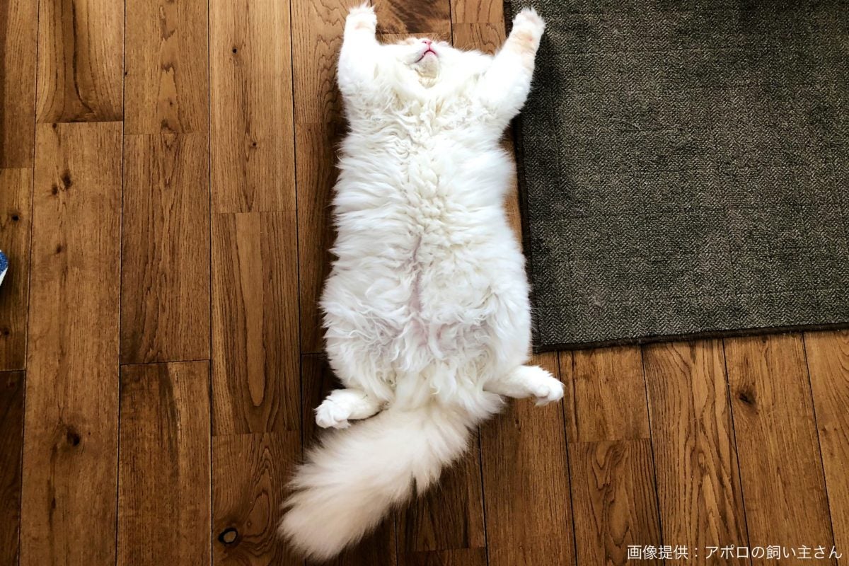床に寝転ぶ猫 ムササビのように見える豪快な「ヘソ天」姿が話題に 