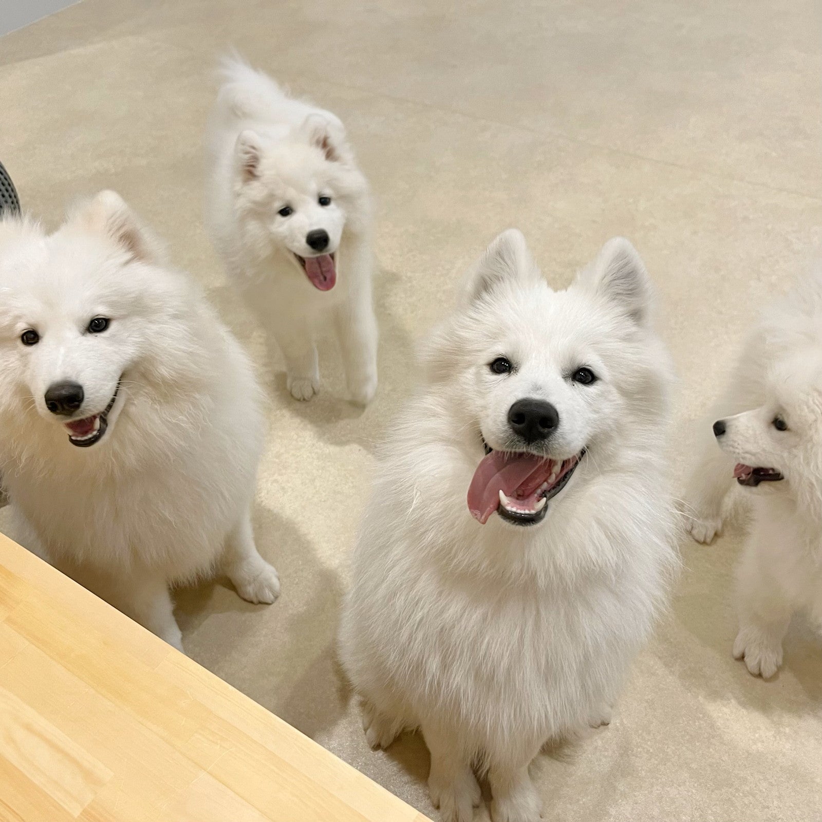 Samoyed Lounge moffu／提供画像