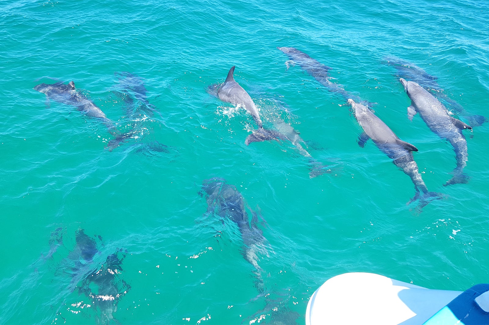 群れになって泳ぐ野生のイルカ、そして、この海の青は感動必至／Moonshadow - TQC Cruises