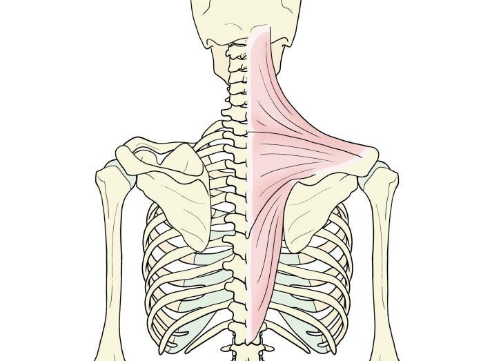 肩甲骨と僧帽筋　