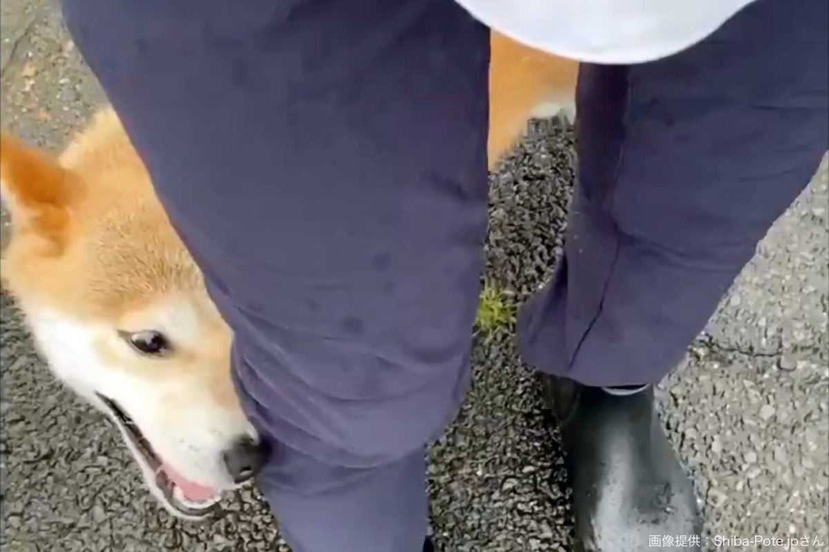 飼い主の服で顔をふく柴犬の動画が話題に 飼い主は かわいい顔してワガママ娘 モデルプレス