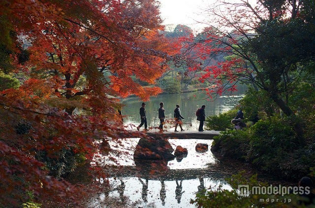 ライトアップが楽しめる、都内人気紅葉スポットが見頃に