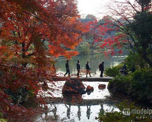 ライトアップが楽しめる、都内人気紅葉スポットが見頃に