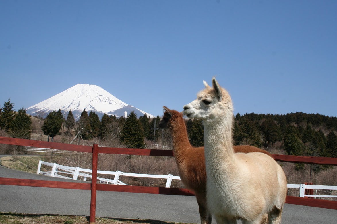 「FUJI＆SUN’19」